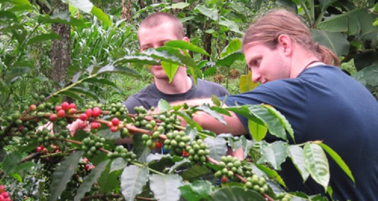 Coffee Farm Tours