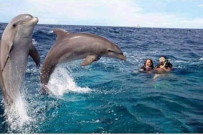 Dolphin Tours