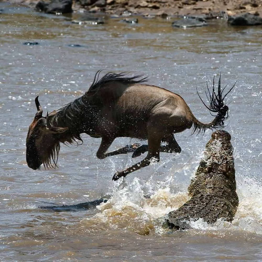 7 Days Great Migration Safari