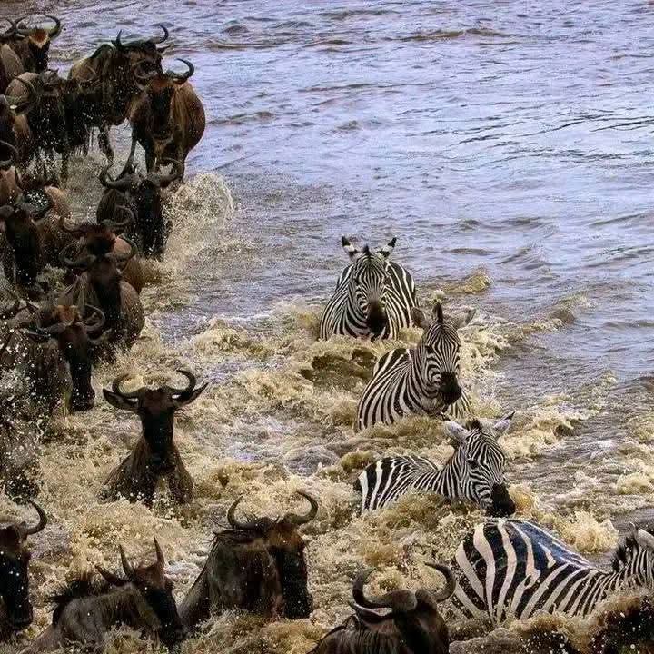 Wildebeest and zebra crossing the Mara River