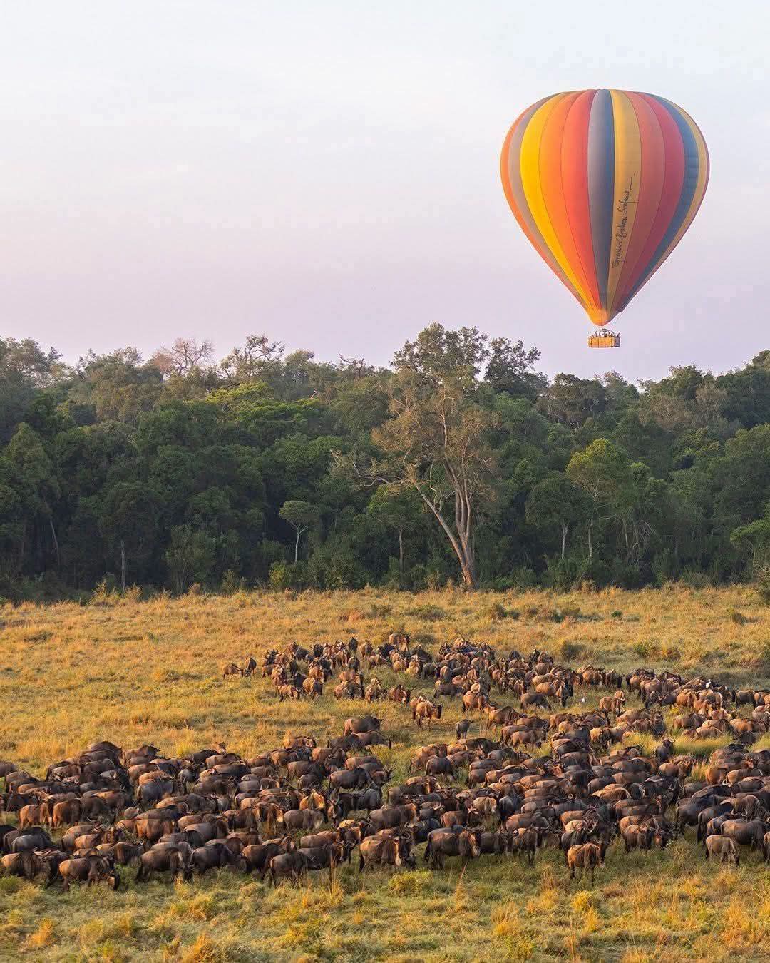 Hot air balloon safari over the migration