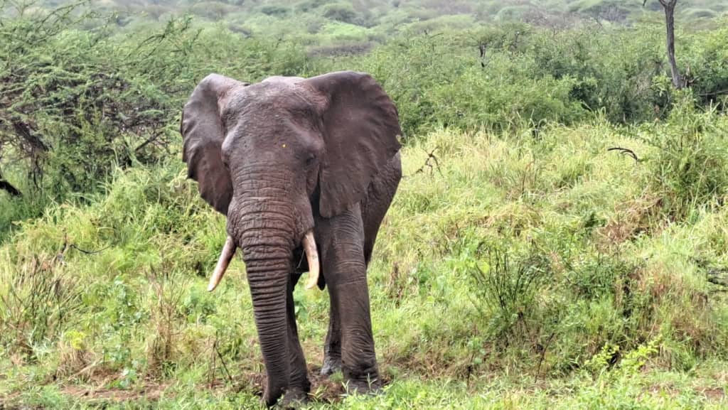 African elephant in the bush