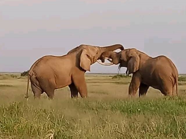 3 Days Tanzania Big 5 Safari