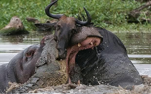 Wildlife Safaris